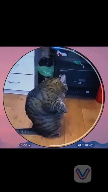 #кот #цепь #блатной #мем #meme #fyp #global #рекомендации #рек#ситуация #смех