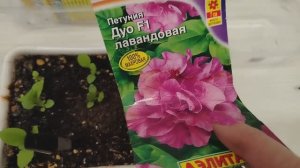 Пикирую сортовую питунью / Обзор растишек /