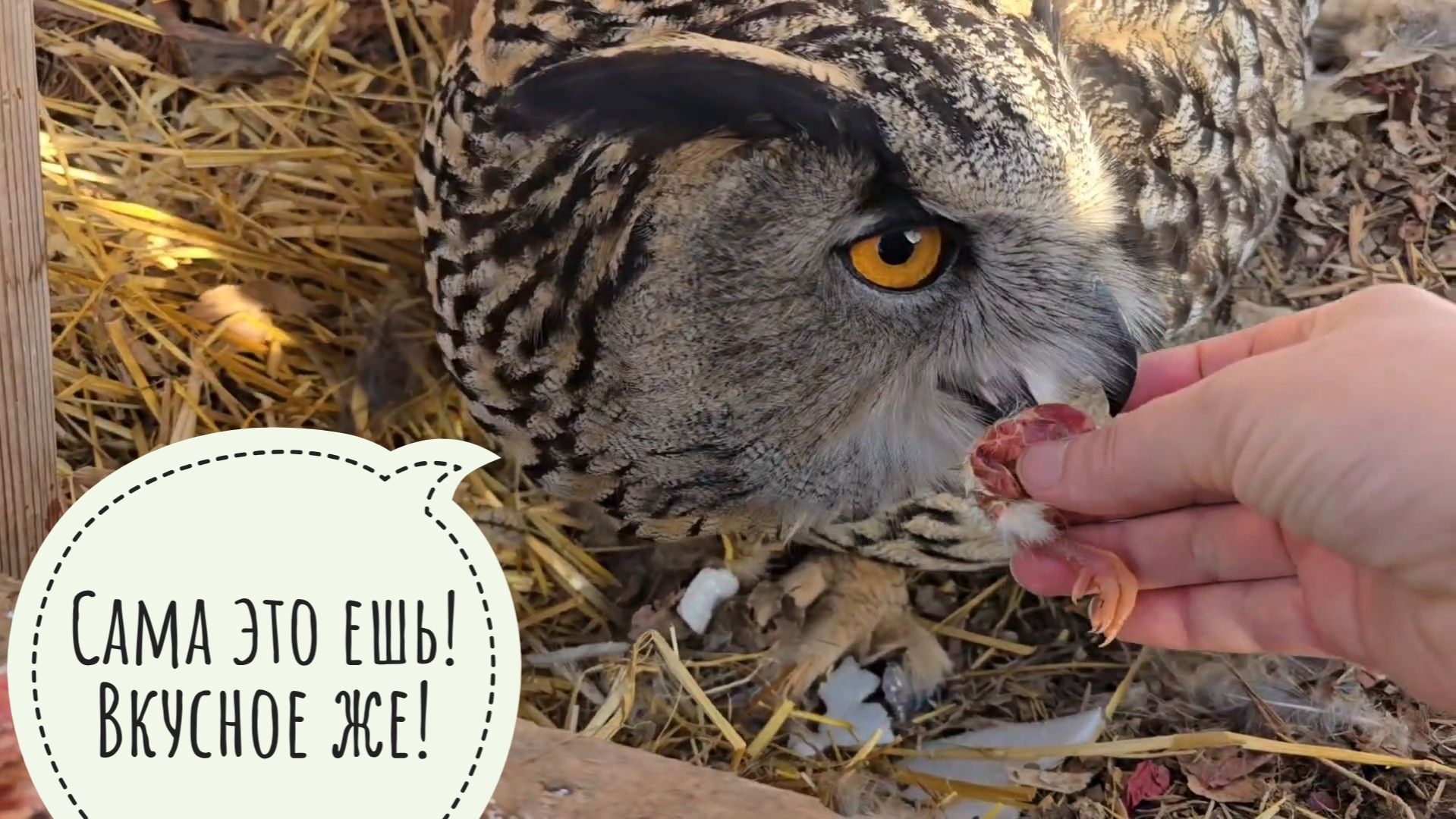 Тяжело быть совой и филином!  Сидим с Ёлкой на яйце. Маша уехала и опять бросила у нас кота!