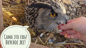 Тяжело быть совой и филином!  Сидим с Ёлкой на яйце. Маша уехала и опять бросила у нас кота!