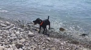 Ягдтерьер открывает купальный сезон. Март 2026 года.