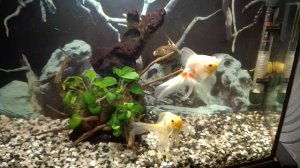 Мои аквариумы 15.03.2026г.