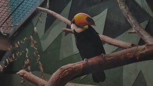 Тукан токо, или большой тукан. Тропическая птица, родственник дятла. Московский зоопарк