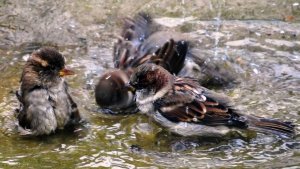 Любовь Костоглотова  "От зари и до зари" (музыка и слова Ирины Скибиной)