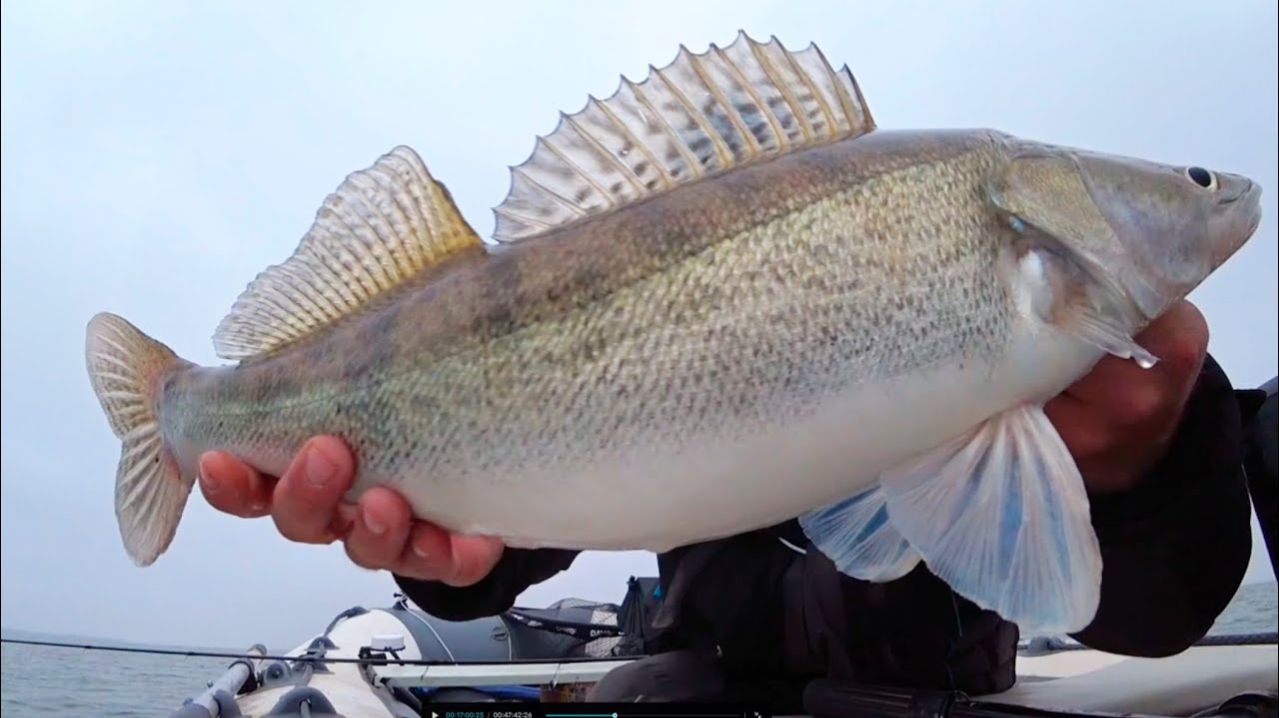 Поймал Нереально Жирного Судака. Вдали от Дома. Река Ока. Лучшая Русская рыбалка 2026 Онлайн