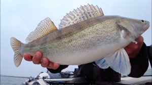 Поймал Нереально Жирного Судака. Вдали от Дома. Река Ока. Лучшая Русская рыбалка 2026 Онлайн