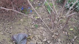 🌷 Весенние ПЕРВОЦВЕТЫ🪻.