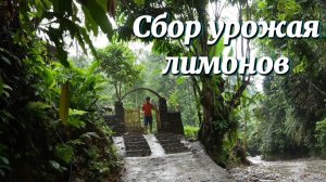 Сбор лимонов для продажи на рынке. Покупаем утят