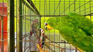 ЙОХООО! И снова у Гоши снесло крышу от любви)))