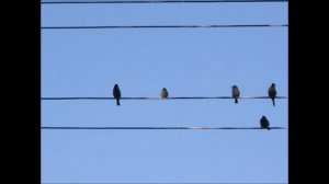 Карина Королева-Гембицкая Пьеса «Континуум».