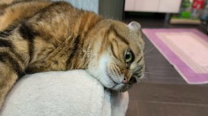 ленивая компания