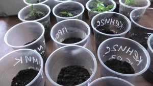 Всходы помидоров появились через три дня