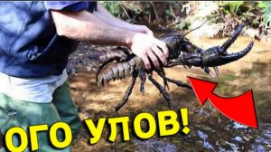 Улов в КАМЫШАХ порадовал Батю, не Зря НЫРНУЛ за РАКОМ, Доволен как СЛОН!!!