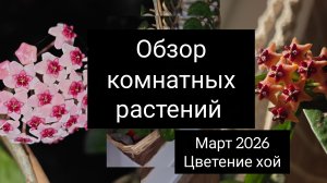 обзор комнатных растениях. март 2026. цветение хойи