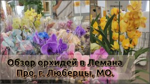 Обзор орхидей в Лемана Про, г. Люберцы, МО.