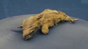 Эта находка на севере Канады ИСПУГАЛА УЧЕНЫХ