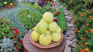 Папироянтарное - позднелетний свердловский сорт яблони