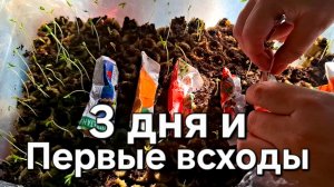 Первые входы, 3 дня и рассада взашла