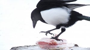 ФЕВРАЛЬ  2026 1