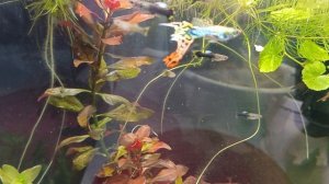 вот такие малыши гуппи выросли 🙏😊им два месяца 🐠