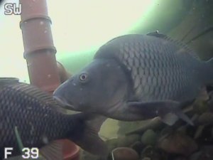 Рыбы в моём аквариуме после холодной зимы 2025-2026