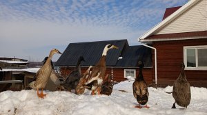 Потеря/Уборка птичника/Досеяла перцы/Скворечник/Овоскопирование/Поселковские выходные🏡