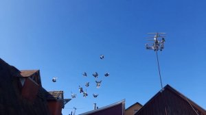 Николаевские голуби за кадром старые охотники Батя и дядя с голубями с 1960 г