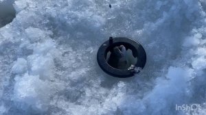 Самовываживание! Отличная вещь - рекомендации от мастера