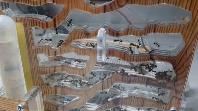 Муравьи 22 серия