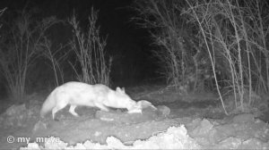 Фотоловушка на лесной кормушке.