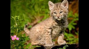 Мир живых существ