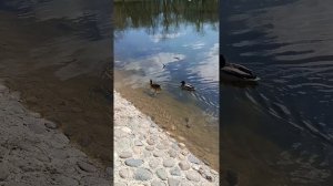 Хорошо плывём по облакам...💫Здесь нырнём, потом и там...Искупаемся в лучах!☀️Отражением пруд богат!