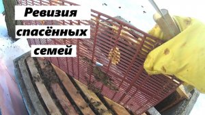 Полное восстановление семей, ослабленных коллапсом.