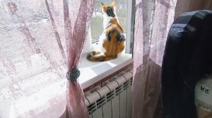 Любашины будни,я очень довольна‼️Готовлю плов,или рис,но по мне,плов ✅