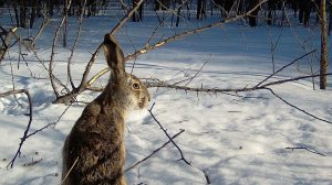 Suntek WiFi900Pro и зайцы