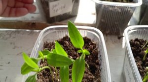 Первая рассада. Перец болгарский.