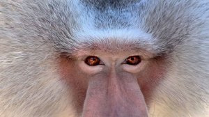 Елисей ВОЗМУЩЕН и НЕГОДУЕТ - не его первым угостили! ТАК СМЕШНО! Вспомнили Люсю - Елисей занерничал!