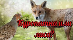 Куропатка или лиса?