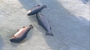 Продолжение рыбалки на Спорт-зоне. Клёвое место Лосиный остров.