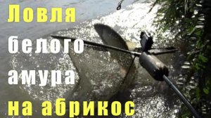 Ловля белого амура на абрикос.