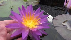 Нимфея, кувшинка Purple Lucent (Пурпл Люцент).