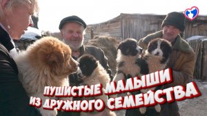 Пушистые малыши ищут дом: щенки из дружного собачьего семейства