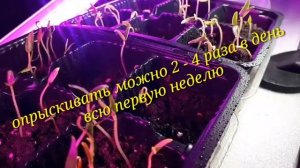 2290.   ВПЛ.Сеянцы перца.