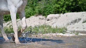 Конные прогулки в Геленджике село Прасковеевка