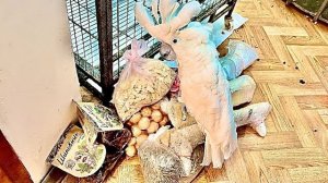 Мы получили ШИКАРНУЮ ПОСЫЛКУ для попугаев! Кира распаковывает, Кеша комментирует!