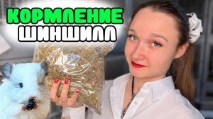 Как кормить шиншиллу? | Самое ПРАВИЛЬНОЕ Кормление шиншилл