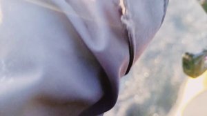 Весенний лещ р.Свирь