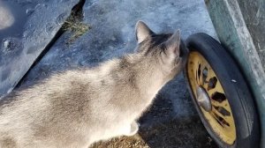 Дуся и весна