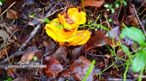 Лисички в ноябре на Крайнем севере!