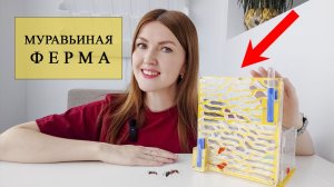 Муравьиная ферма. Распаковка и сборка формикария